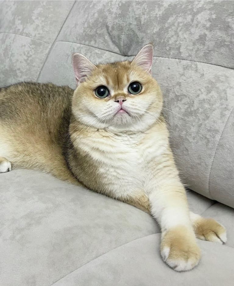 Lovely Male British Shorthair Kitten For Sale