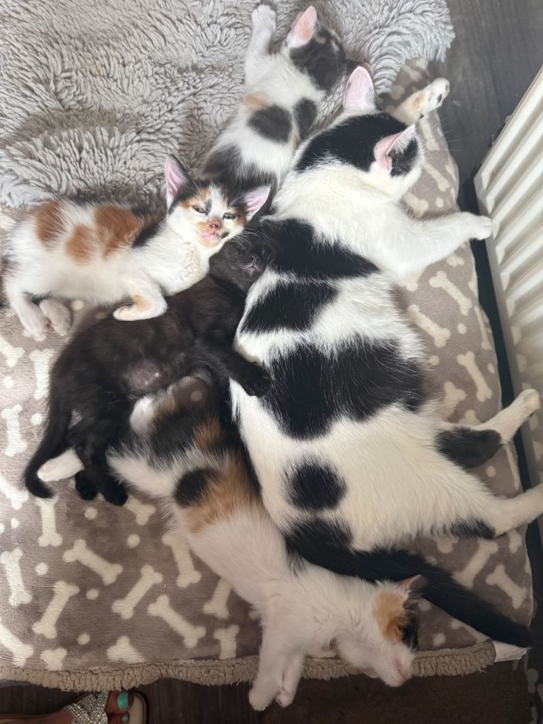 Kittens 
