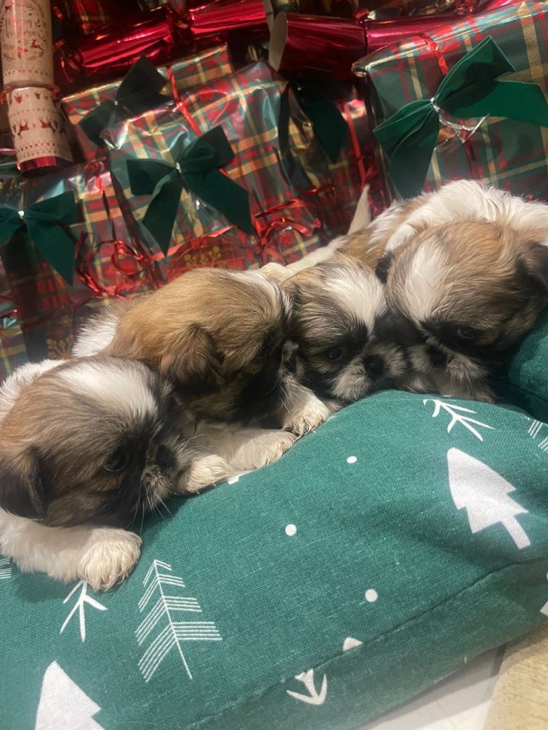 image for Shih tzu puppies 