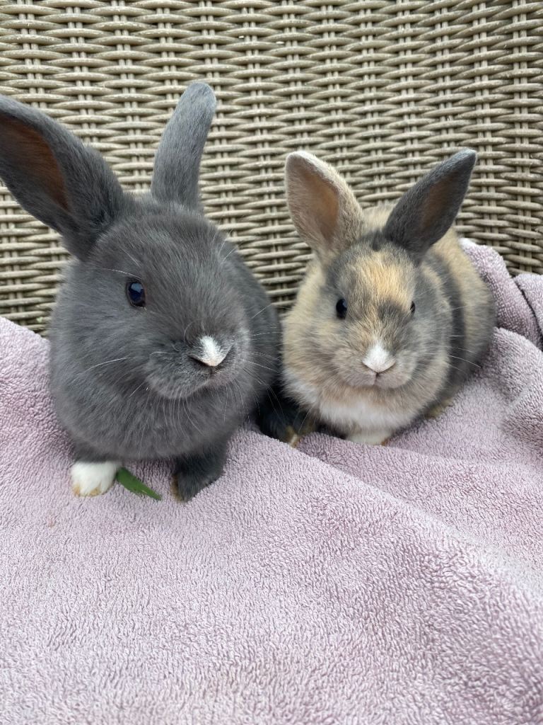 Beautiful litter of rabbits looking for their forever homes
