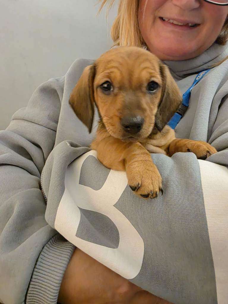12 week old female dachshund 