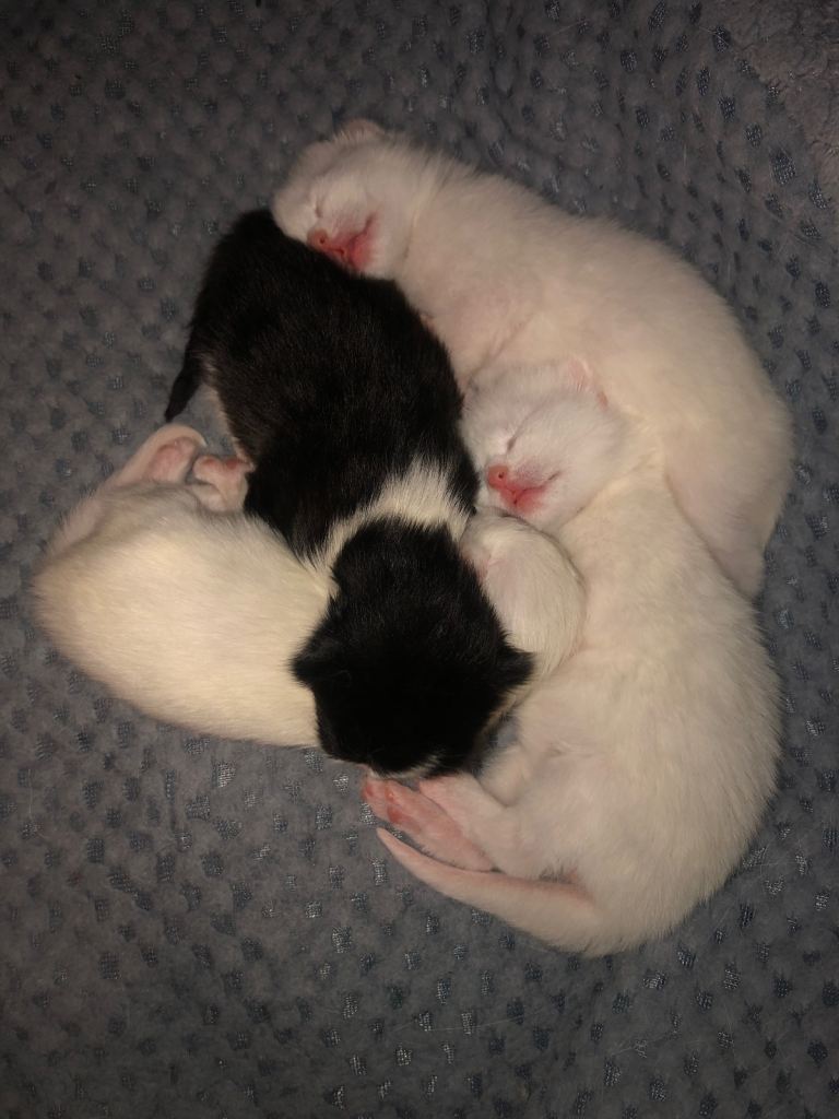 Kittens for sale