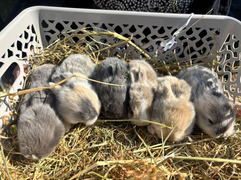 Mini lops ready 18th may 