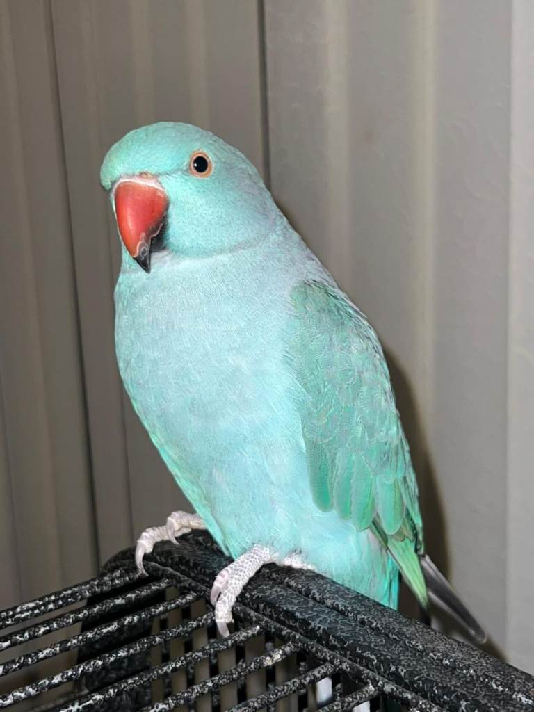 Blue indian ringneck parrot