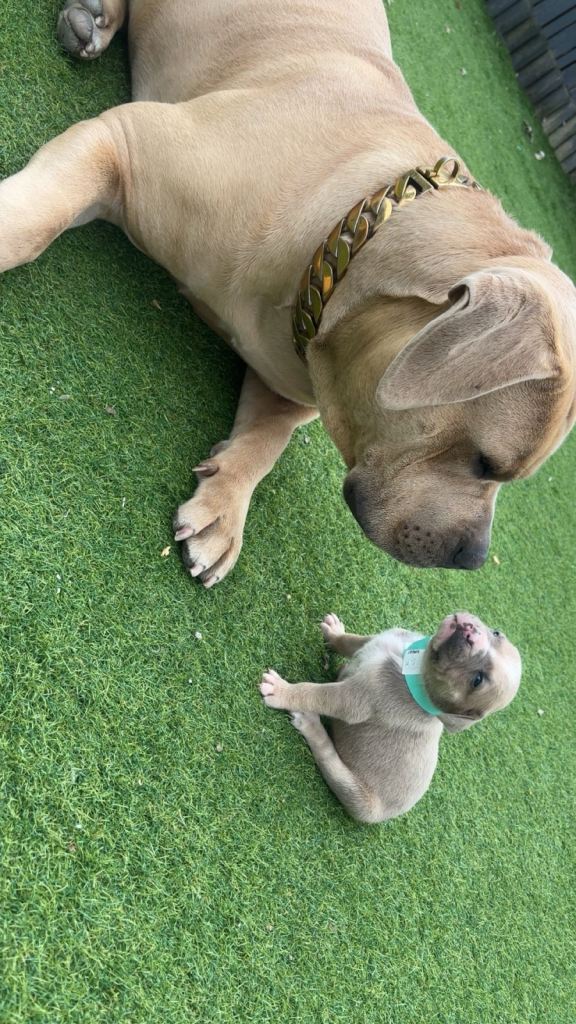 American bully’s 