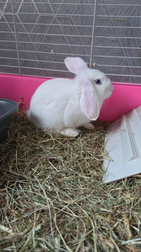 Lop rabbit