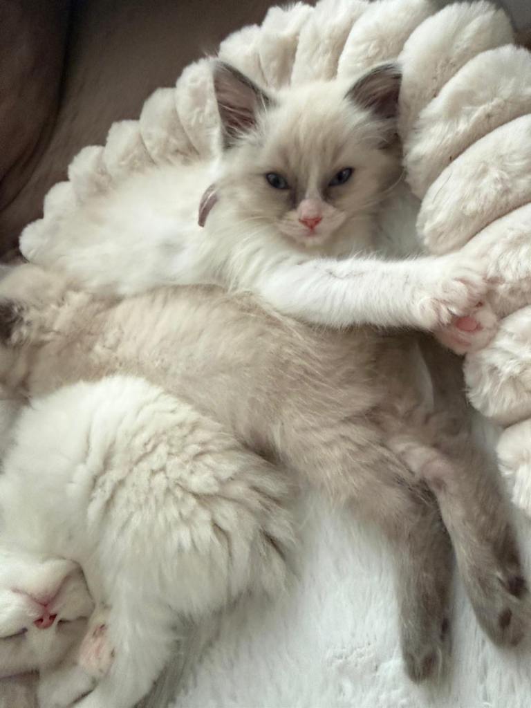 Ragdoll kittens 