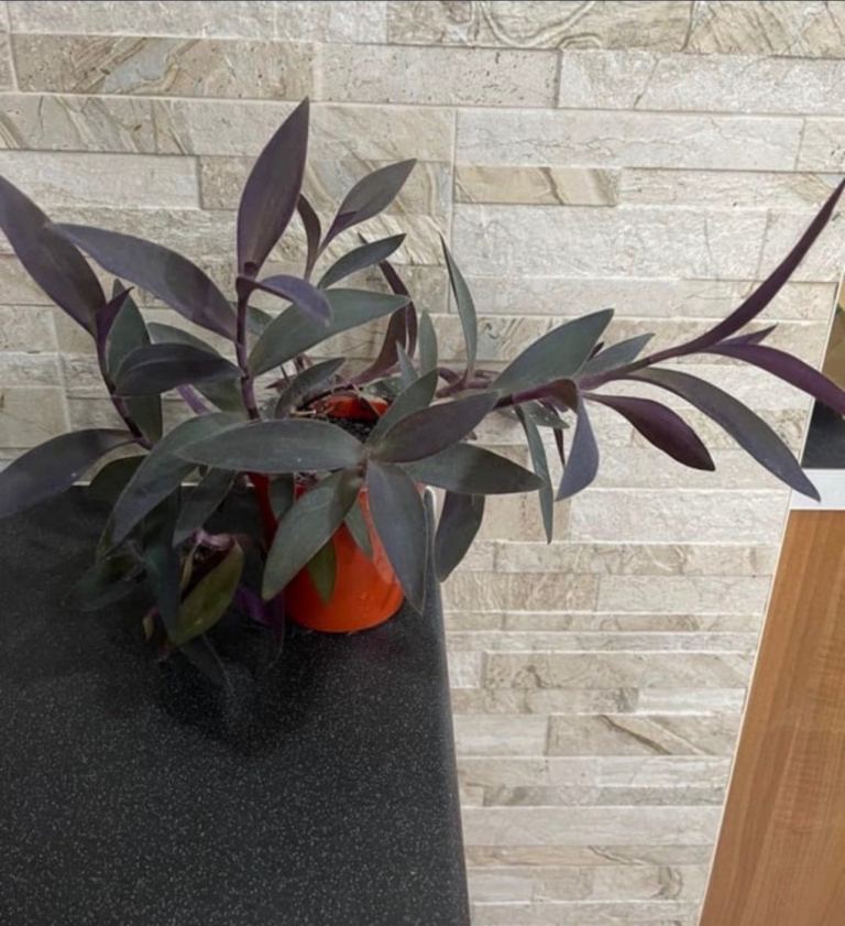 Beautiful indoor plant 