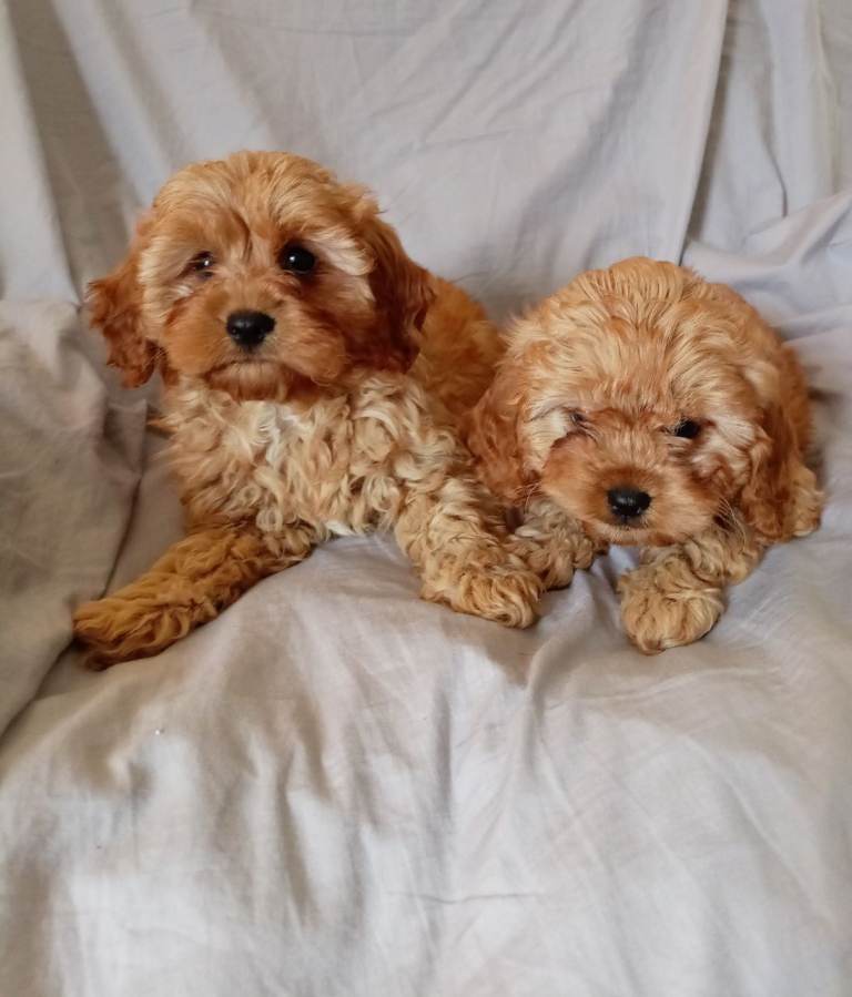 Cavapoo Cavalier x poodle