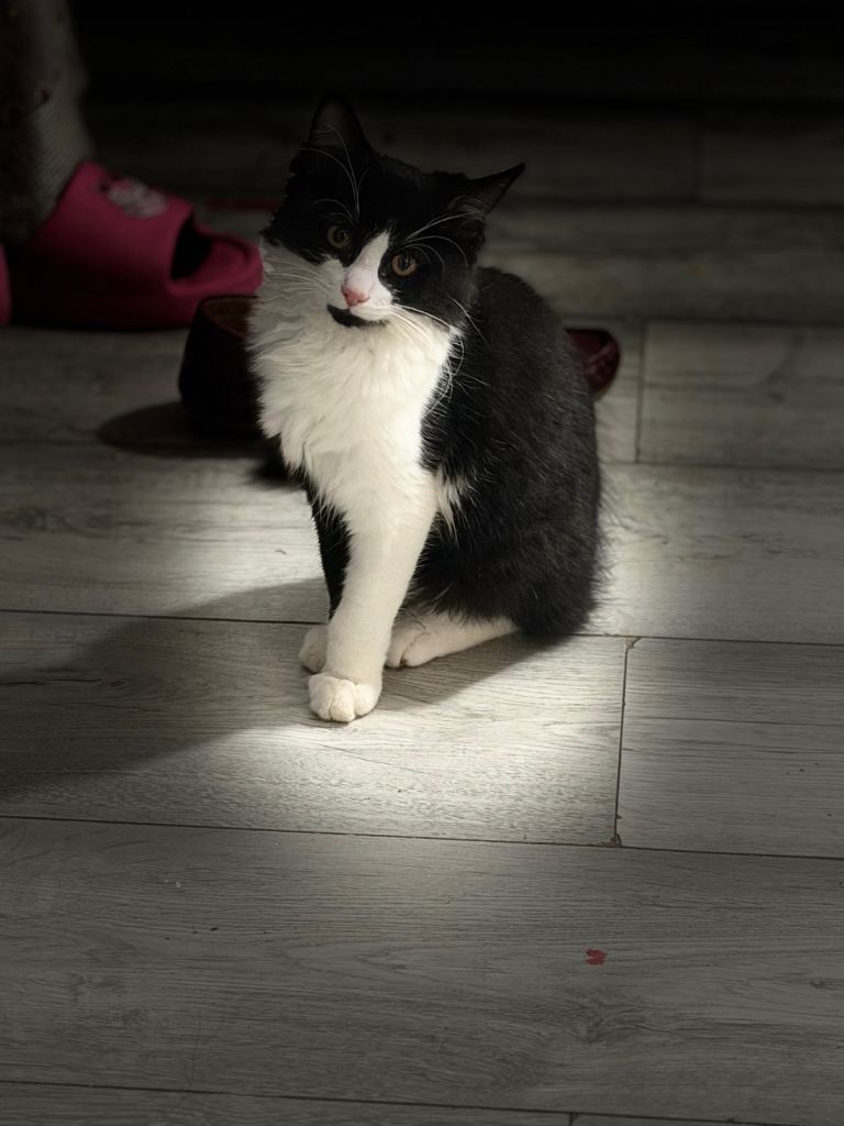 11 weeks old male cat for sale 