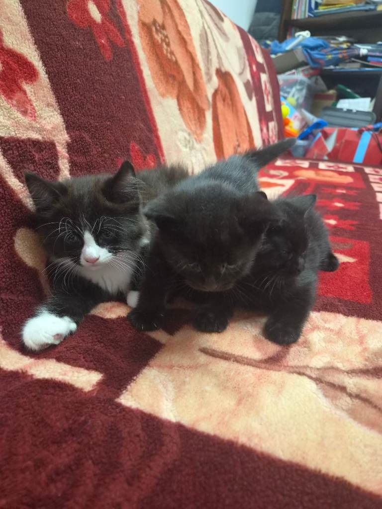 3 cute kitten
