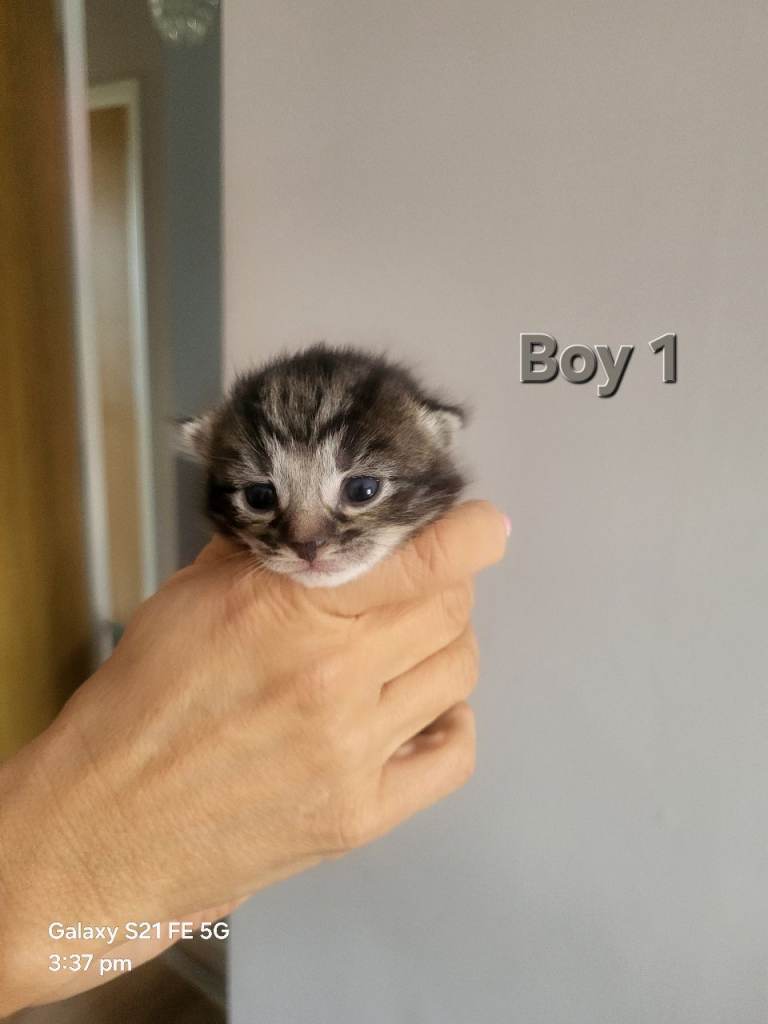 6 Fluffy Kittens - Reservations (Please Read Description)
