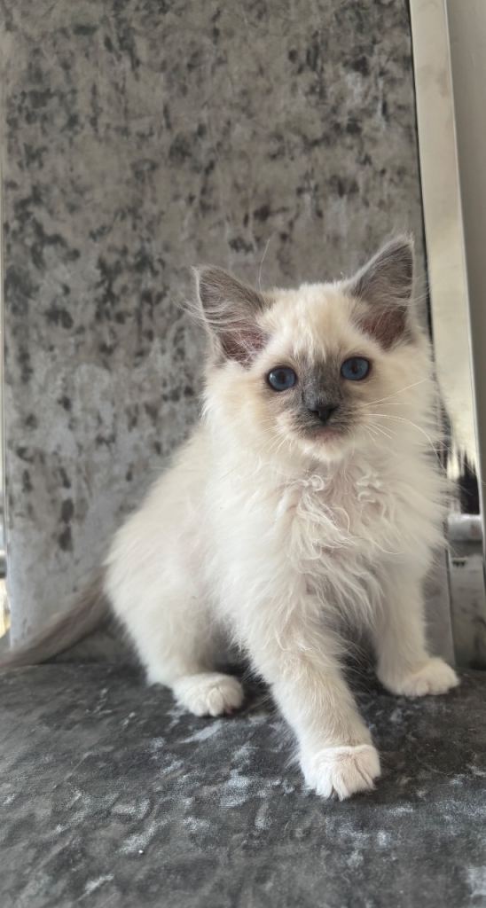 Pedigree Maine Coon X Pedigree Ragdoll Kittens 