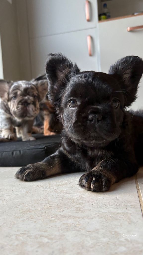 Fluffy French Bulldog Puppies *Ready Now* 