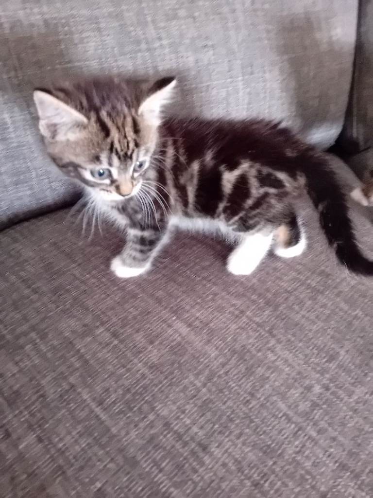Kittens 