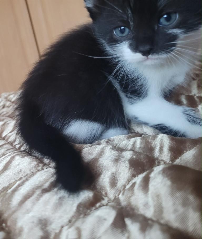 Kittens