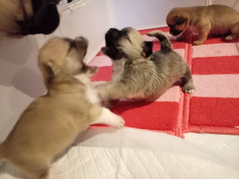 Chihuahua x Pug Shih Tzu puppies