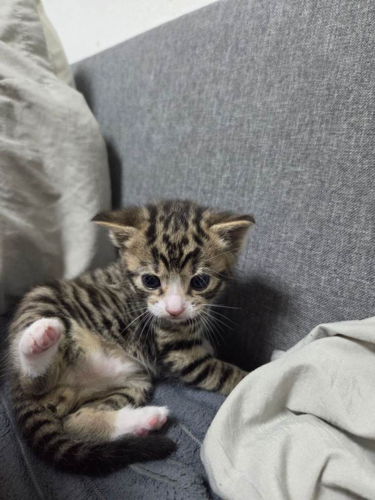 4 Adorable Kittens Ready for Their New Home 