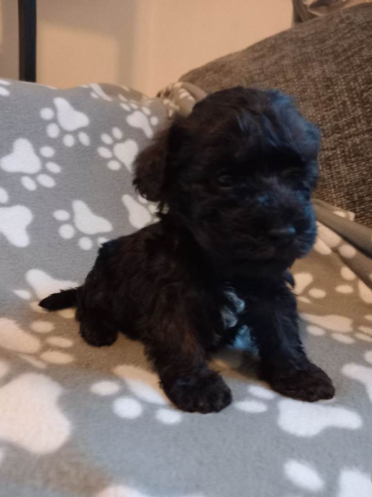 TOY SHNOODLES READY 21ST DEC