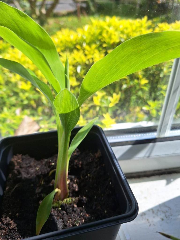 Banana Plant Rare Chinese Golden Lotus Musa Lasiocarpa Exotic Tropical Plant