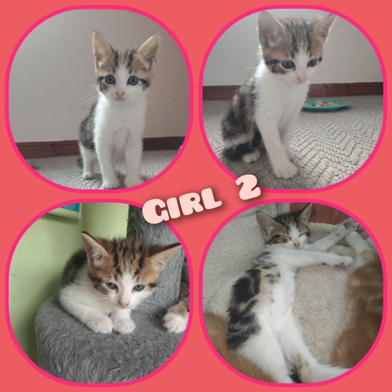 1 girl left from litter of 5 - ready to go