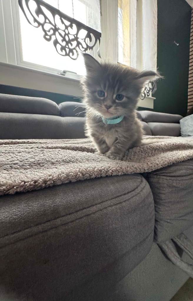 Cats maine coons