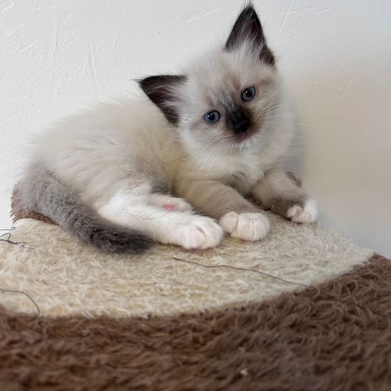Fluffy Ragdoll kittens 