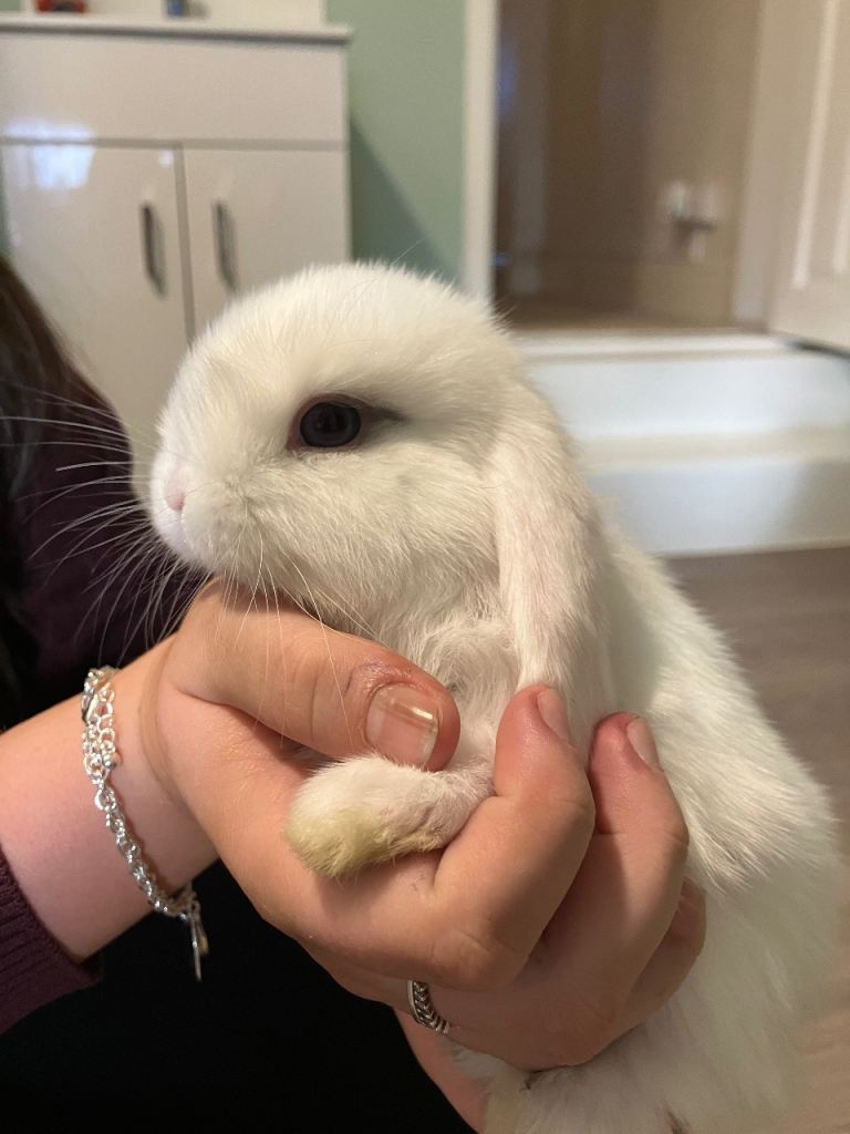 Mini Lop Baby For Sale