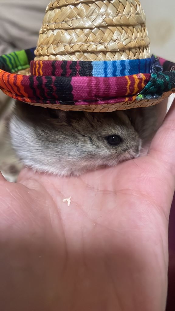 Russian dwarf hamster 1 year old +cage and huts