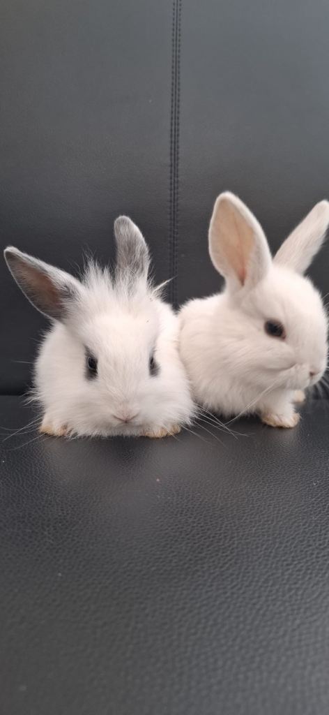 Mini lop bunnies for sale