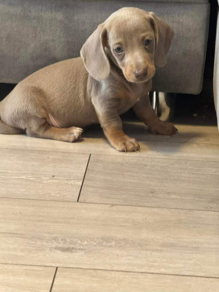 Miniature dachshund puppies!!
