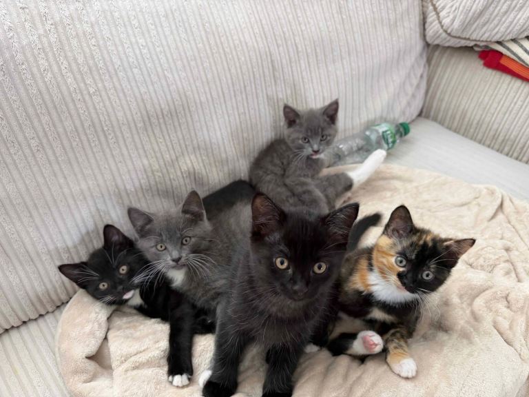 🐾 10 weeks old, adorable, playful Kittens looking for their Forever Homes! 🐾