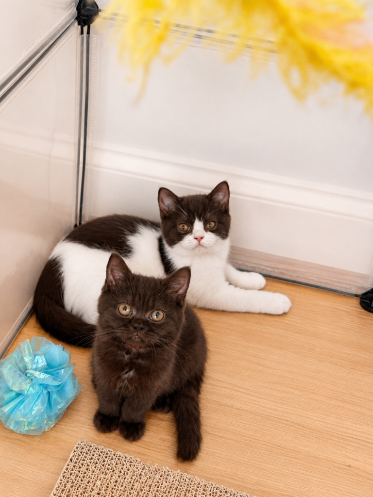 ⭐ Rare Colour Shorthair Kittens – Ready to Go