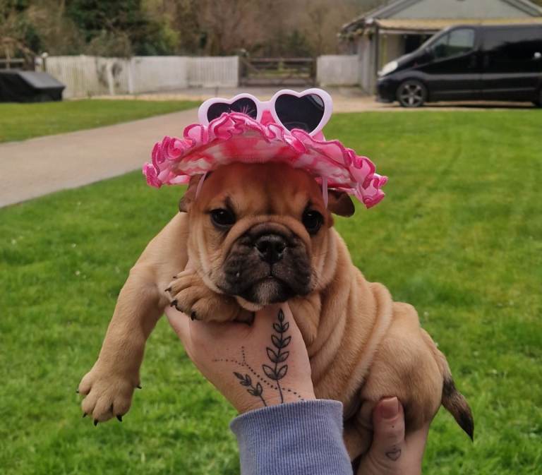 Beautiful Bulldog puppies 