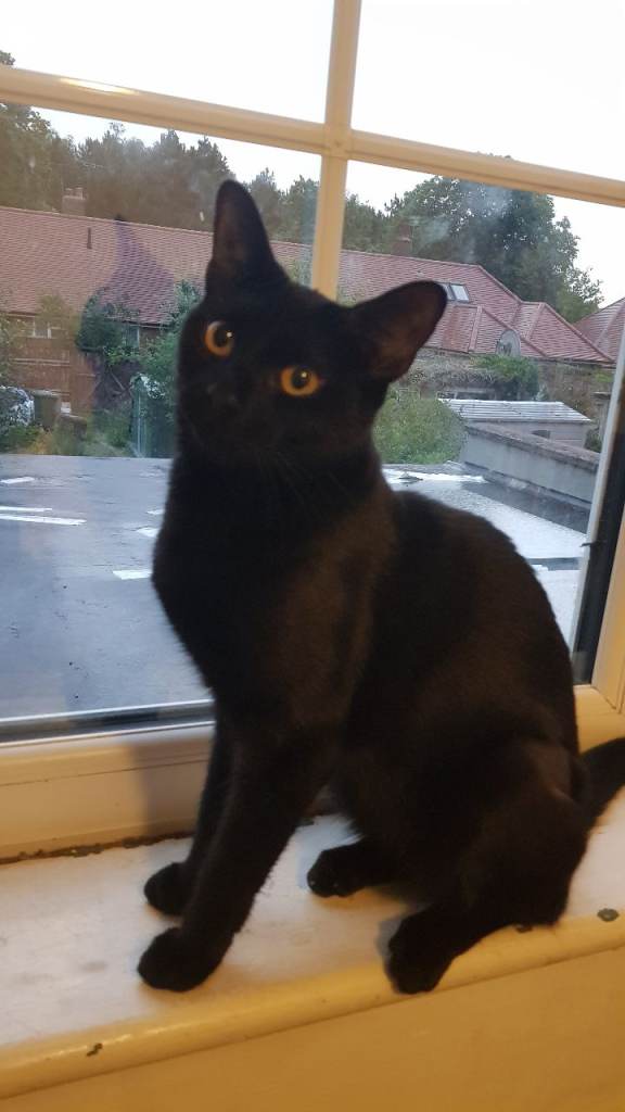 1 year old female cat 