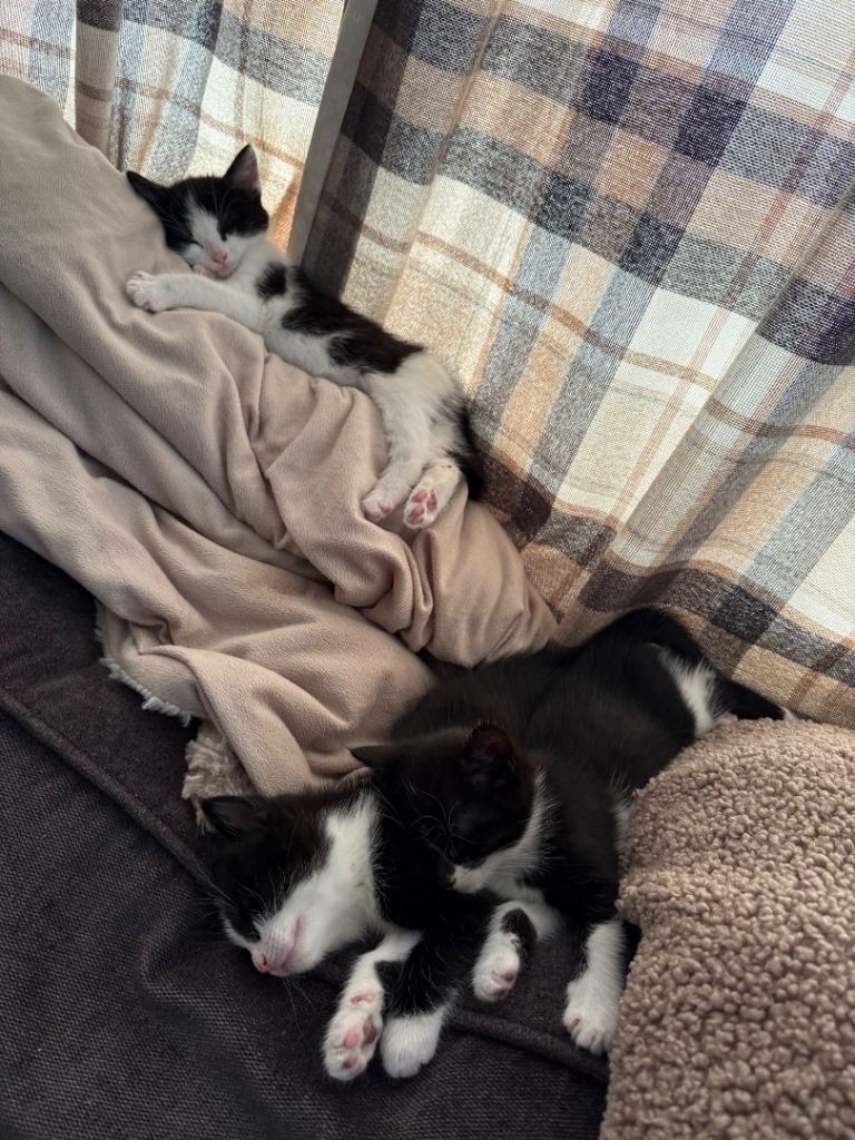 3 black and white kittens left