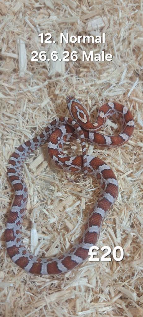 Hatchling Cornsnakes now ready
