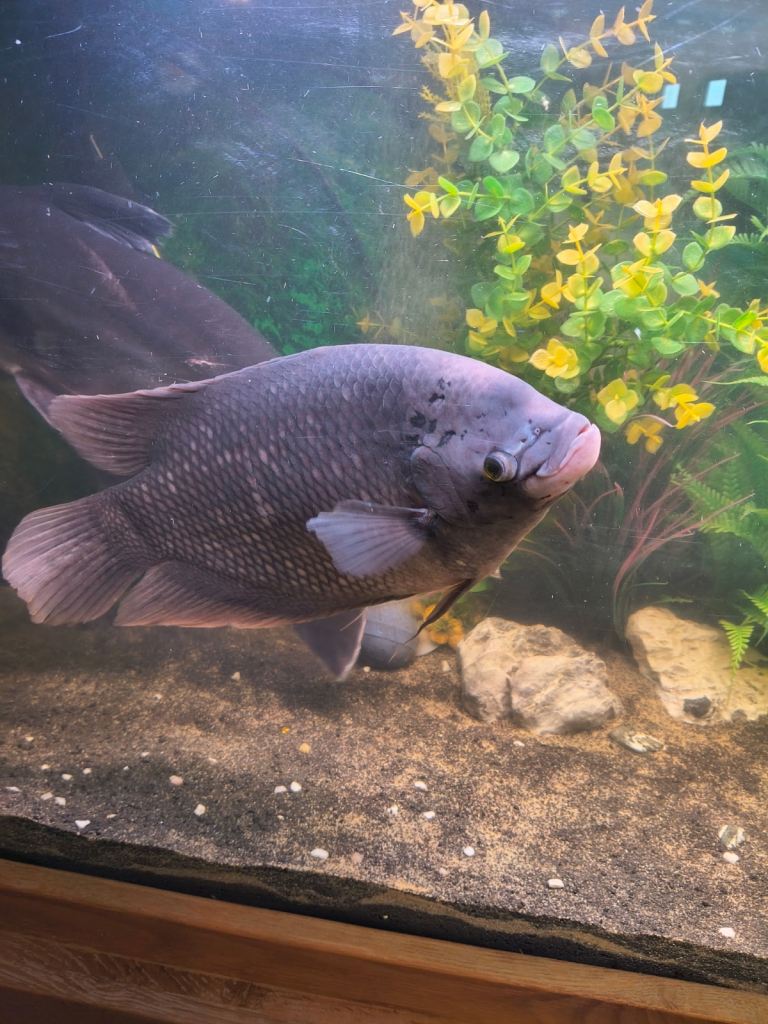 Tropical fish for sale
