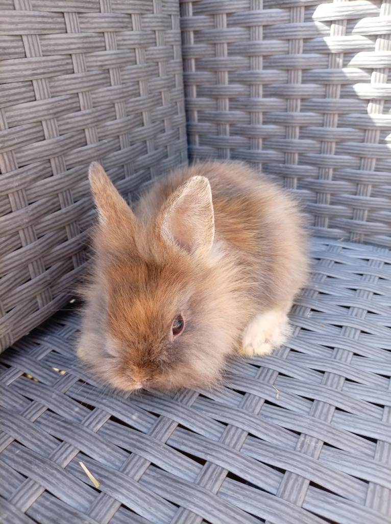 Lionhead cross mini lop babies ready to go