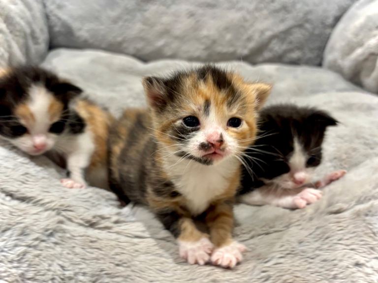 Gorgeous kittens