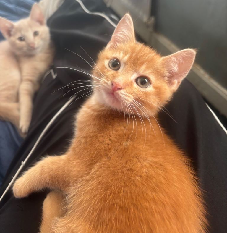 Two kittens