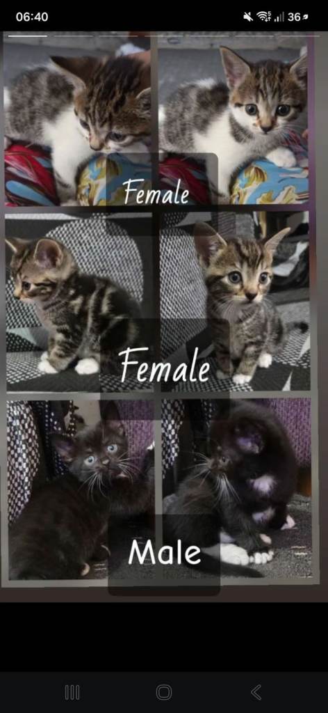Kittens for sale