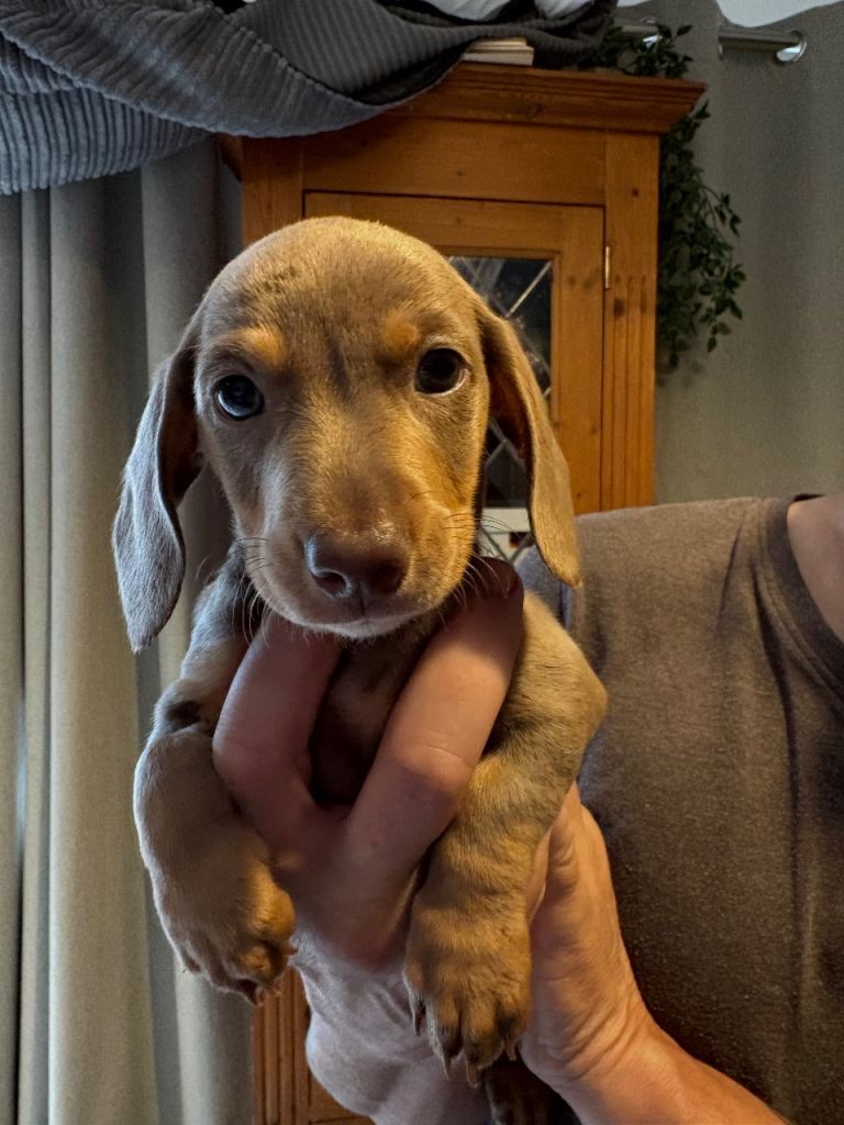 2 miniature dachshund puppies  