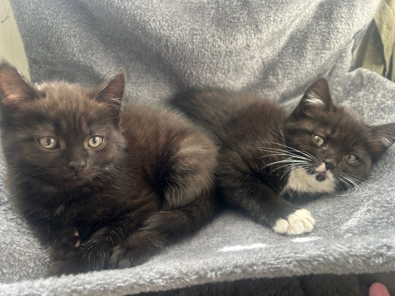 3 x fluffy kittens
