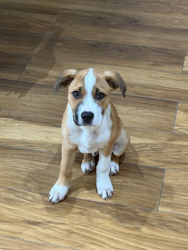 Border Collie x Staffie pup, male, 3 months 
