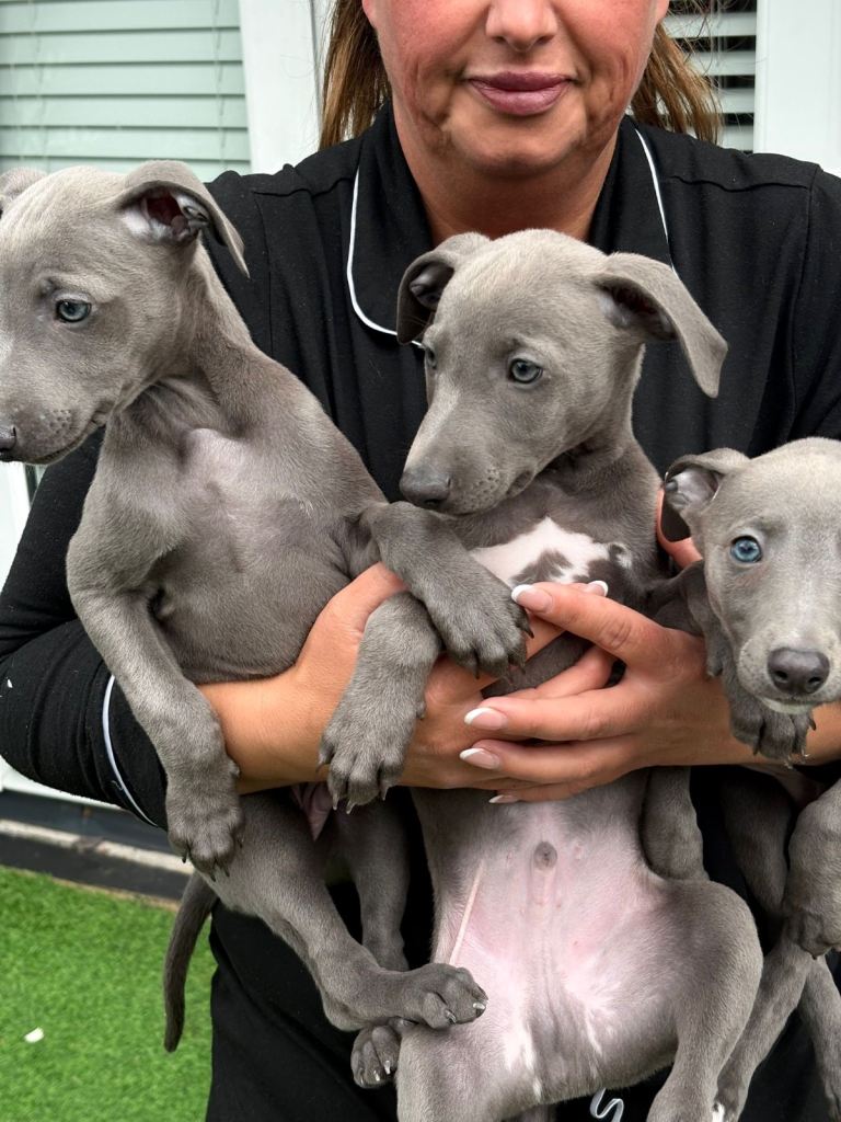 Blue whippet puppies for sale  £500 