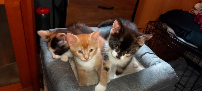 kittens female
