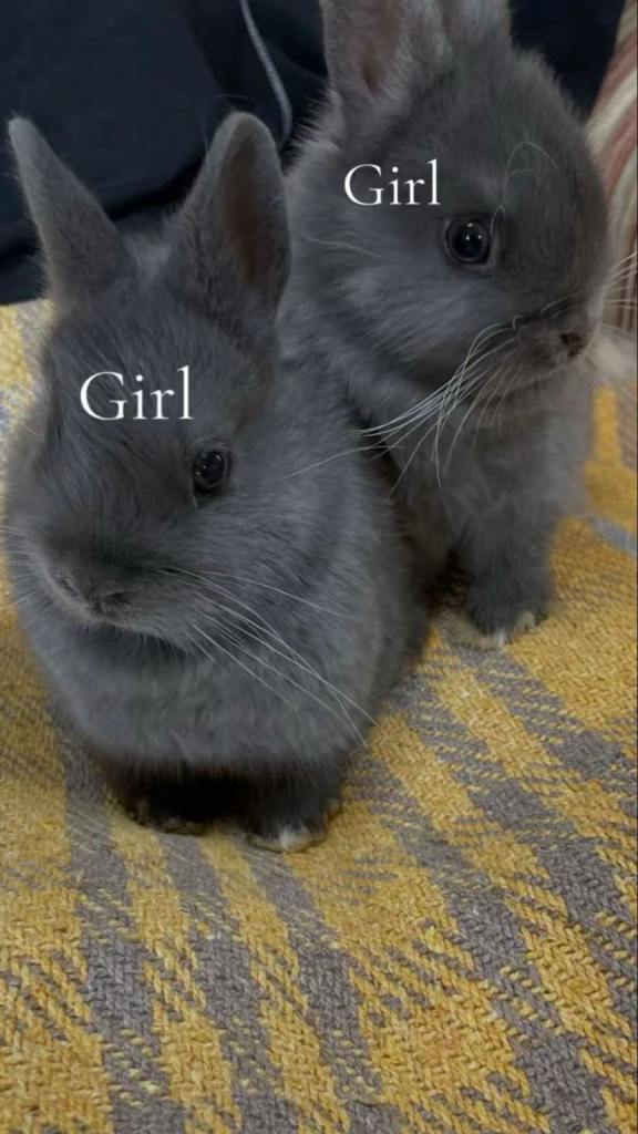 Baby bunnies ready now