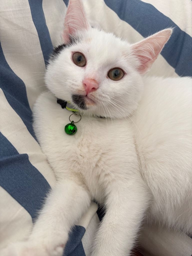 My lovely Cat