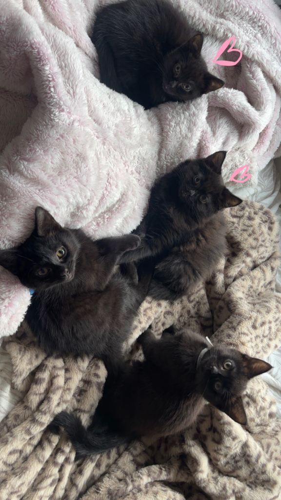 Last Two Kittens Looking for Their Forever Homes 